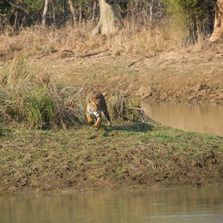 Tadoba - Second attack